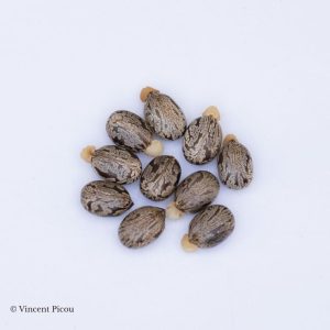 graines Ricinus communis