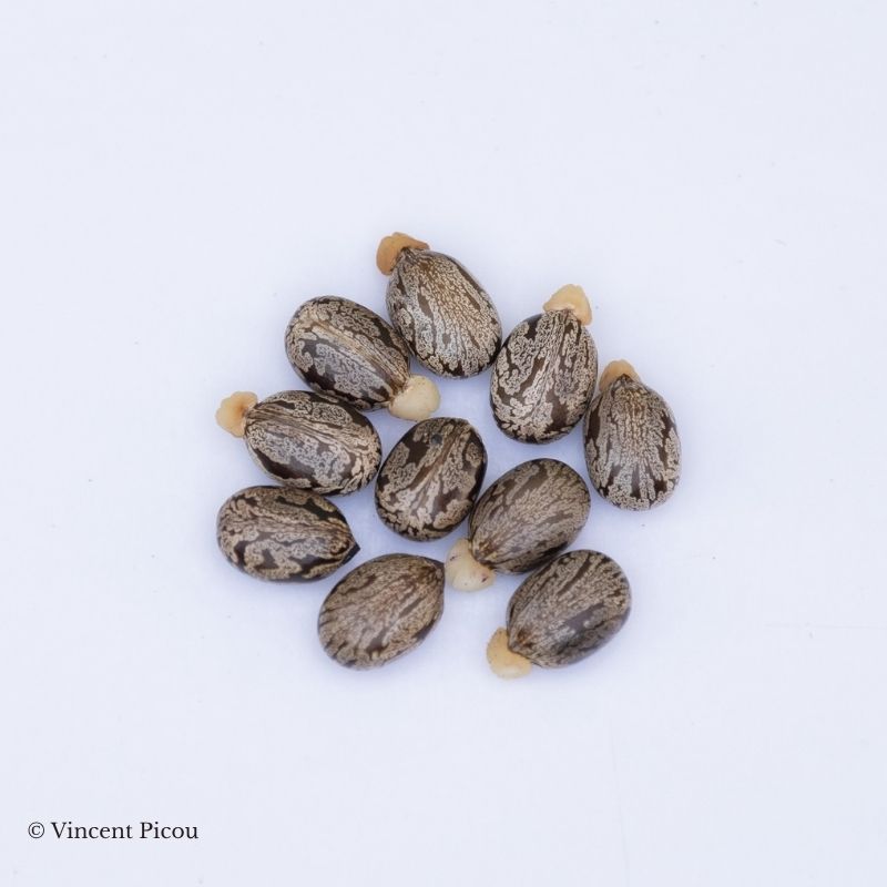 graines Ricinus communis