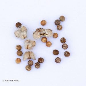 Graines de Tragia volubilis