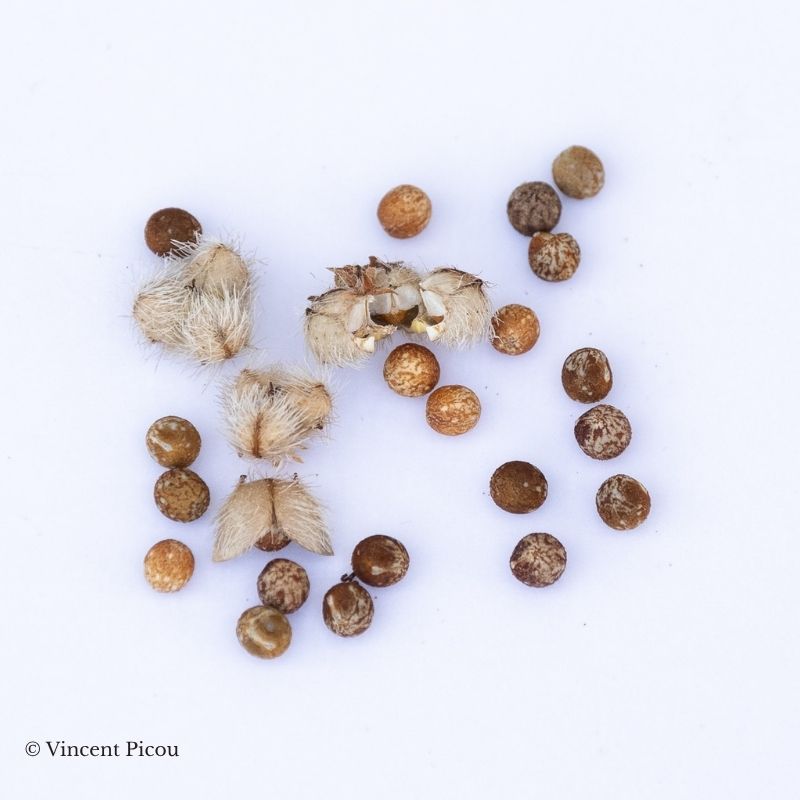 Graines de Tragia volubilis