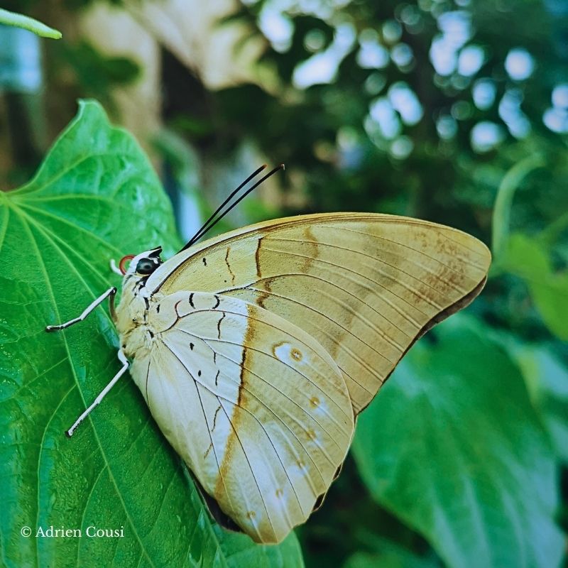 Chrysalide Archaeoprepona demophon – Image 2