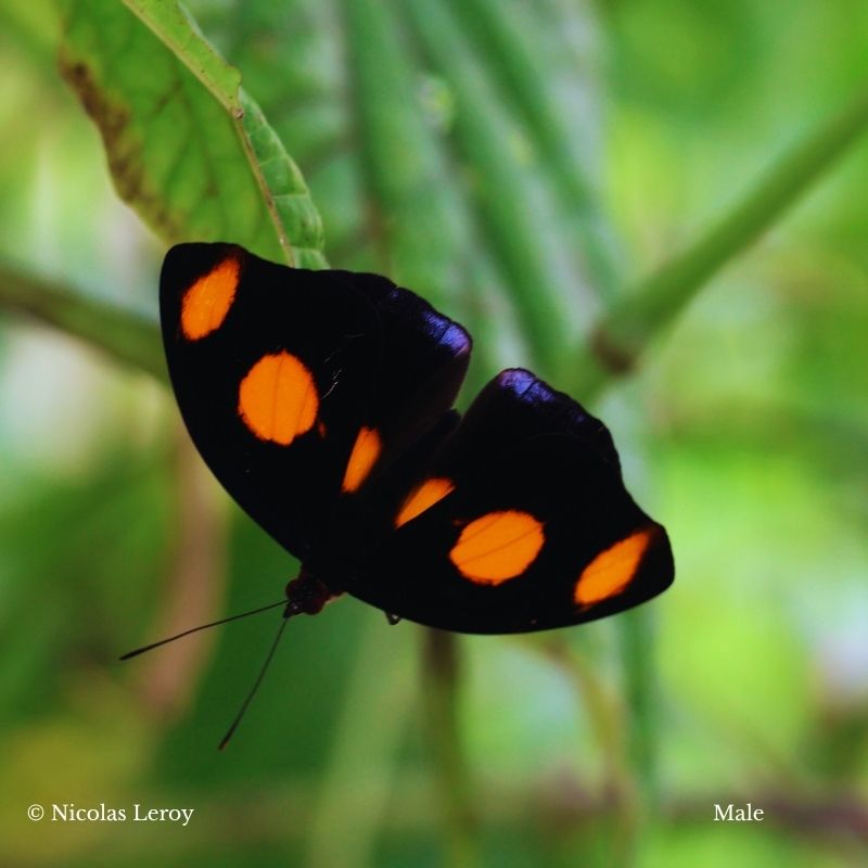 Chrysalide Catonephele numilia
