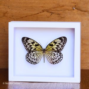Cadre Idea leuconoe