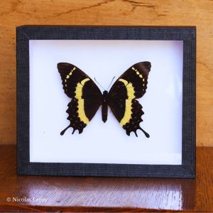 Cadre-Papilio-garamas