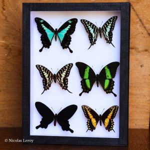 Cadre papilionidae