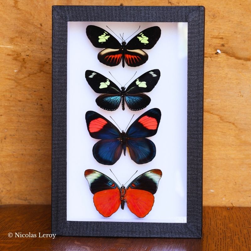 panacea batesia heliconius