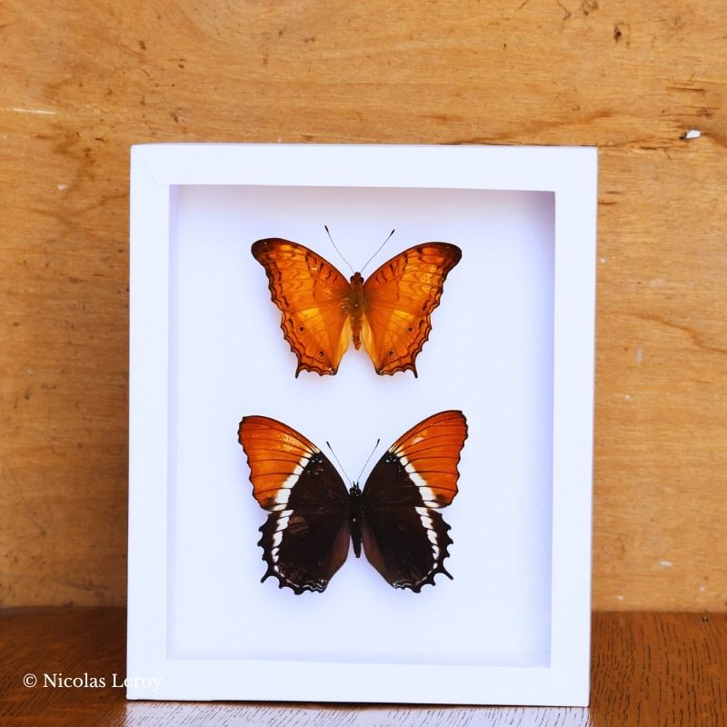 Cadre vindula dejone / Siproeta epaphus