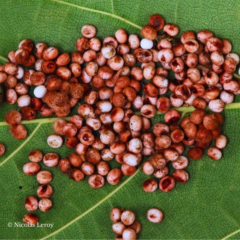 Œufs Attacus atlas – Image 2