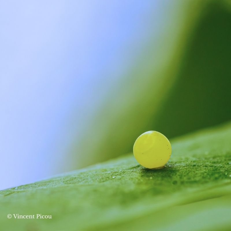 Œufs Papilio phorcas