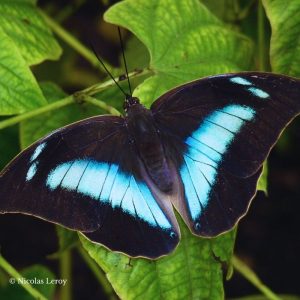 Chrysalide Archaeoprepona demophon
