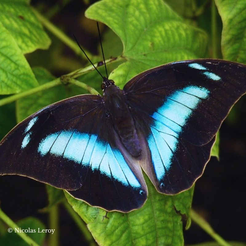 Chrysalide Archaeoprepona demophon