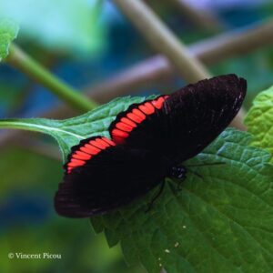 Chrysalide Biblis hyperia