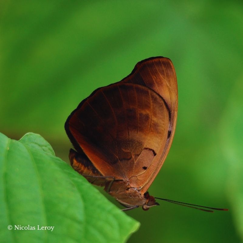 Chrysalide Catonephele numilia – Image 2