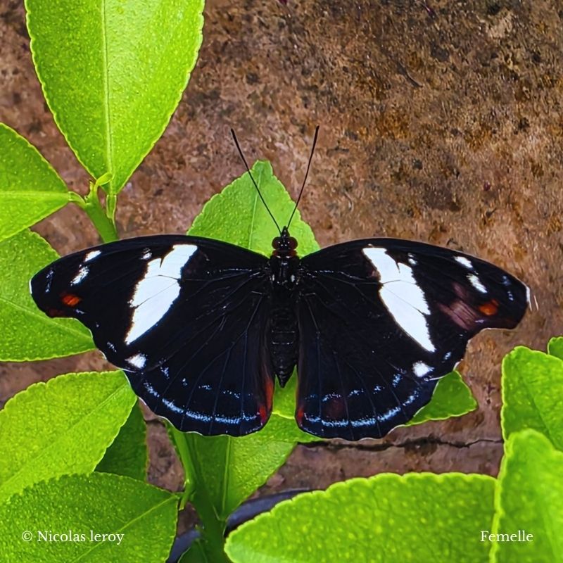 Chrysalide Catonephele numilia – Image 3