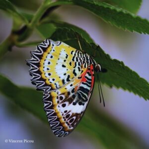 Chrysalide Cethosia cyane