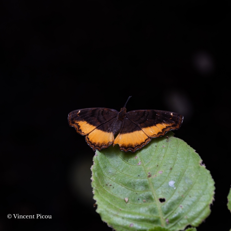 Papillon eurytela driope