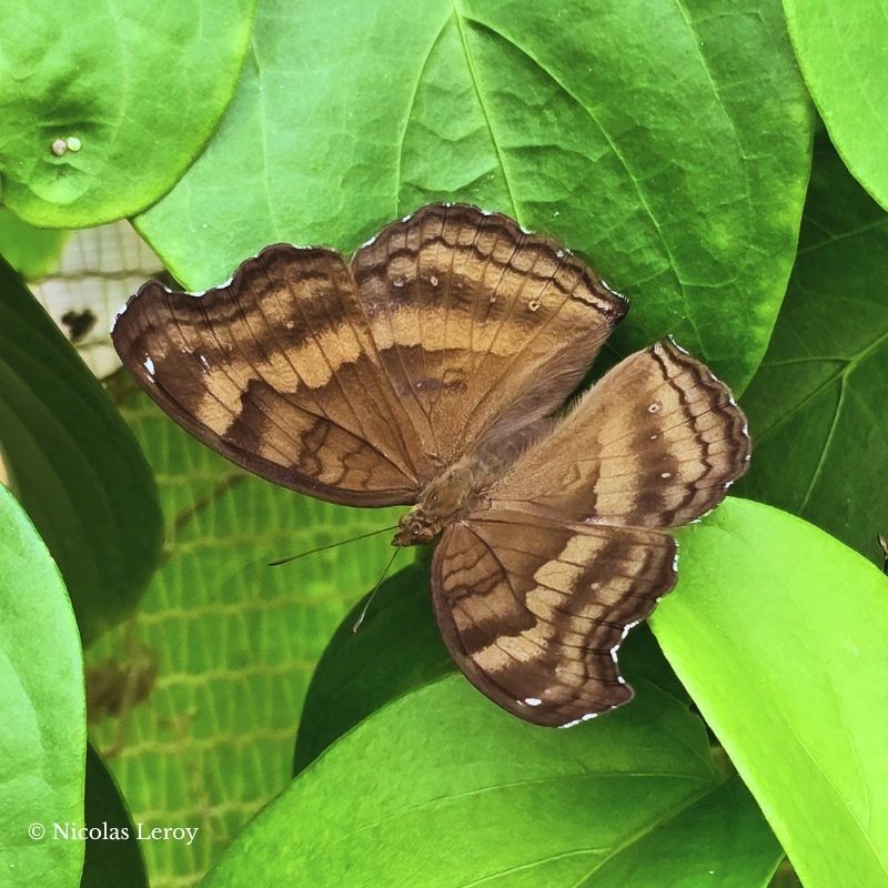 Chrysalide Junoniea iphita – Image 2