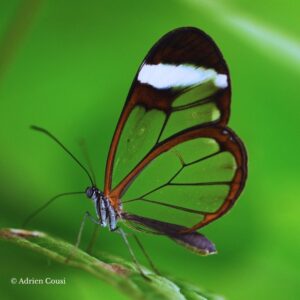 Chrysalide Greta oto