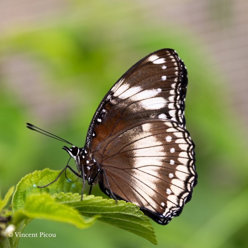 Chrysalide Hypolimnas bolina – Image 3