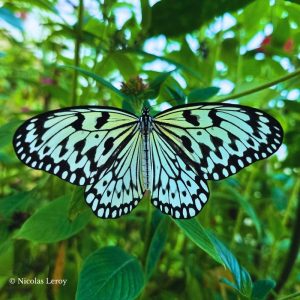 Chrysalide Idea leuconoe