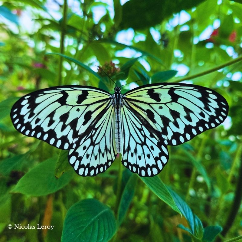 Chrysalide Idea leuconoe