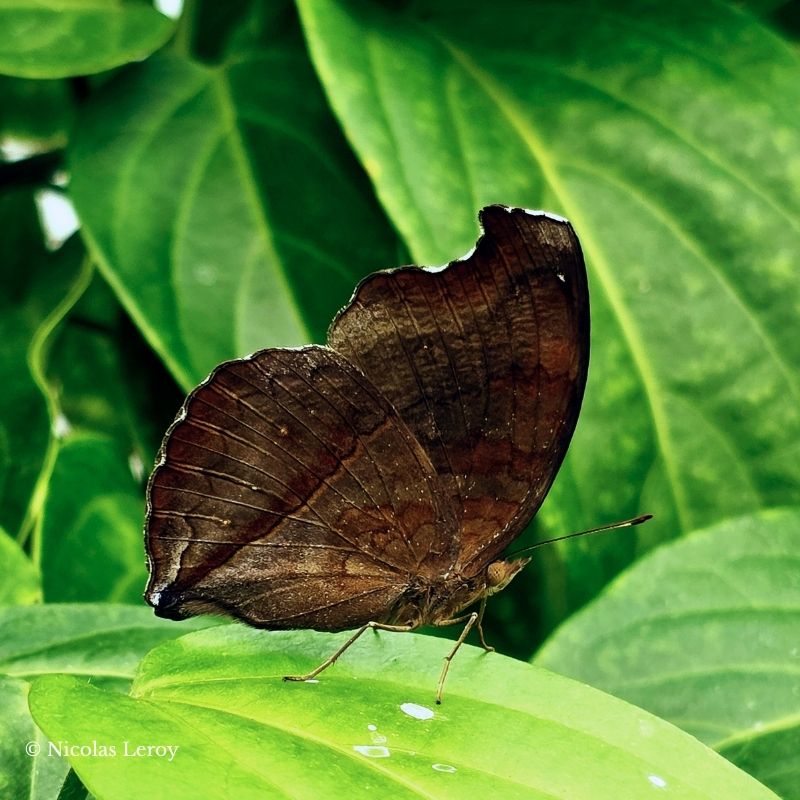 Œufs Junonia iphita – Image 2