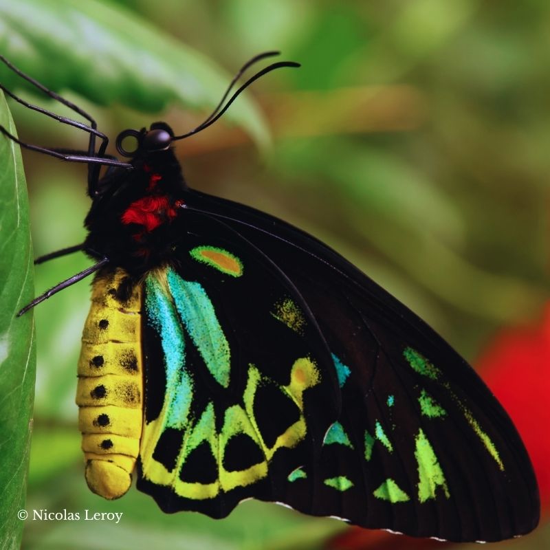 Élevage de papillons ornithotptera priamus