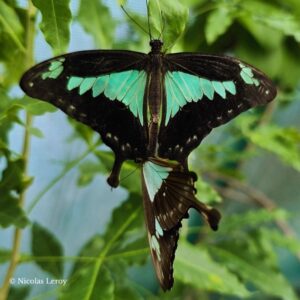 Papillon-Papilio-phorcas