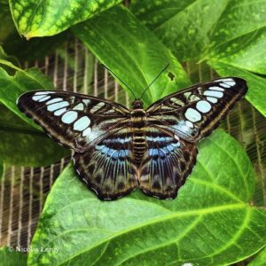 Chrysalide Parthenos sylvia