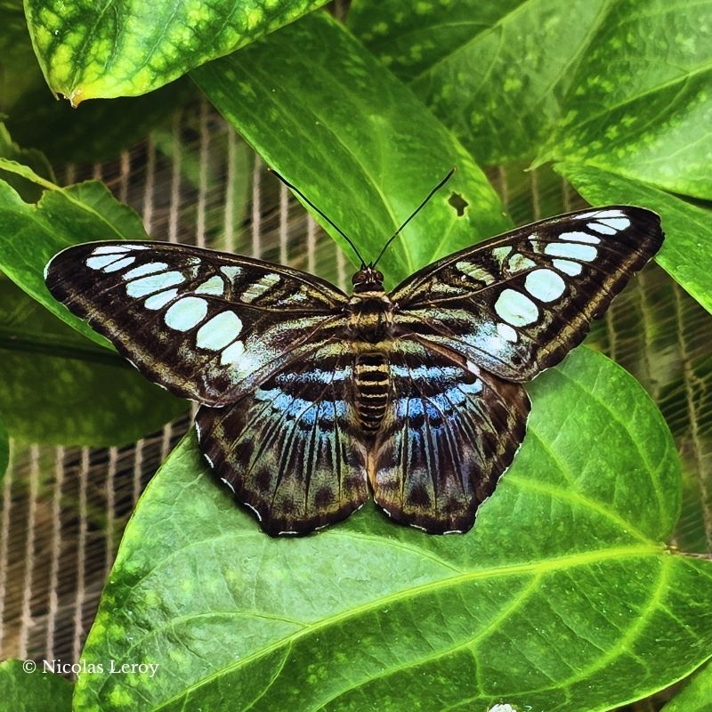 Chrysalide Parthenos sylvia