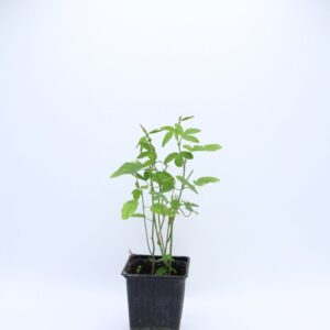 Plant Passiflora caerulea