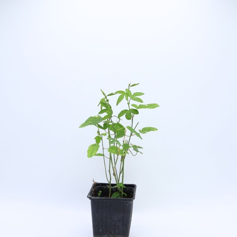 Plant Passiflora caerulea