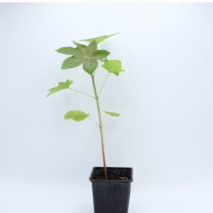 Plant Ricinus communis
