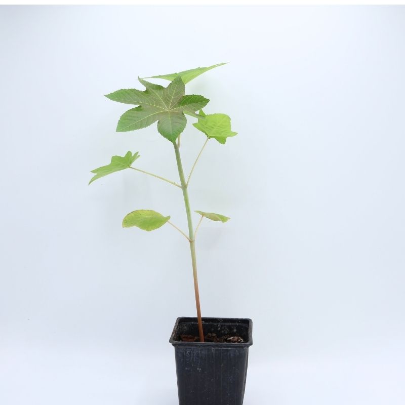 Plant Ricinus communis