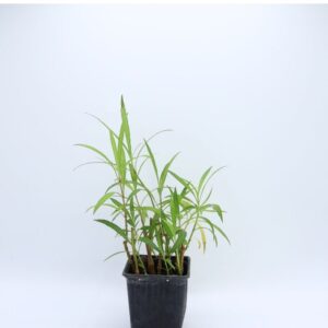 Bouture Ruelia simplex