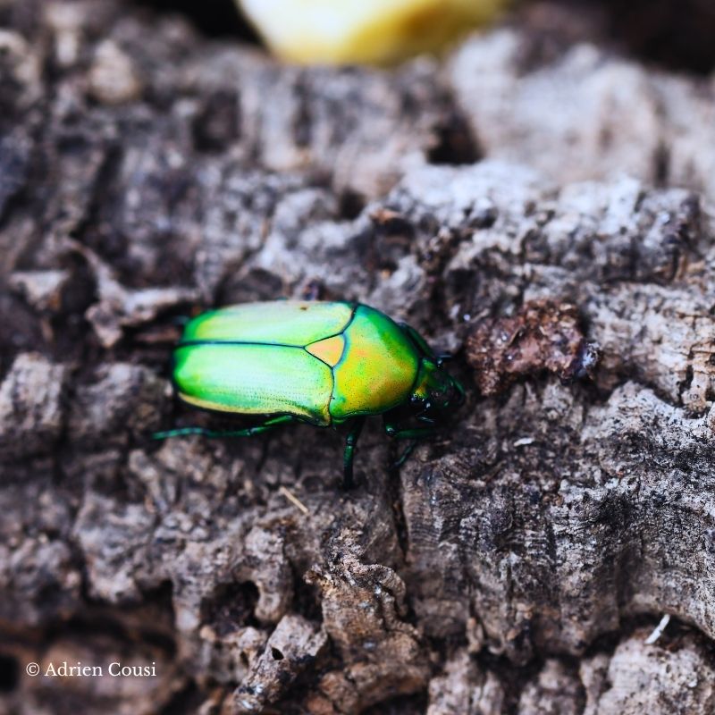 Larve Chlorocala africana camerunica – Image 3