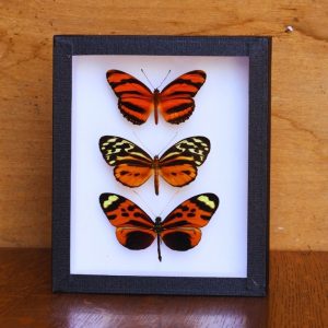 Cadre Dryadula phaetusa / Tithorea harmonia / Heliconius numata