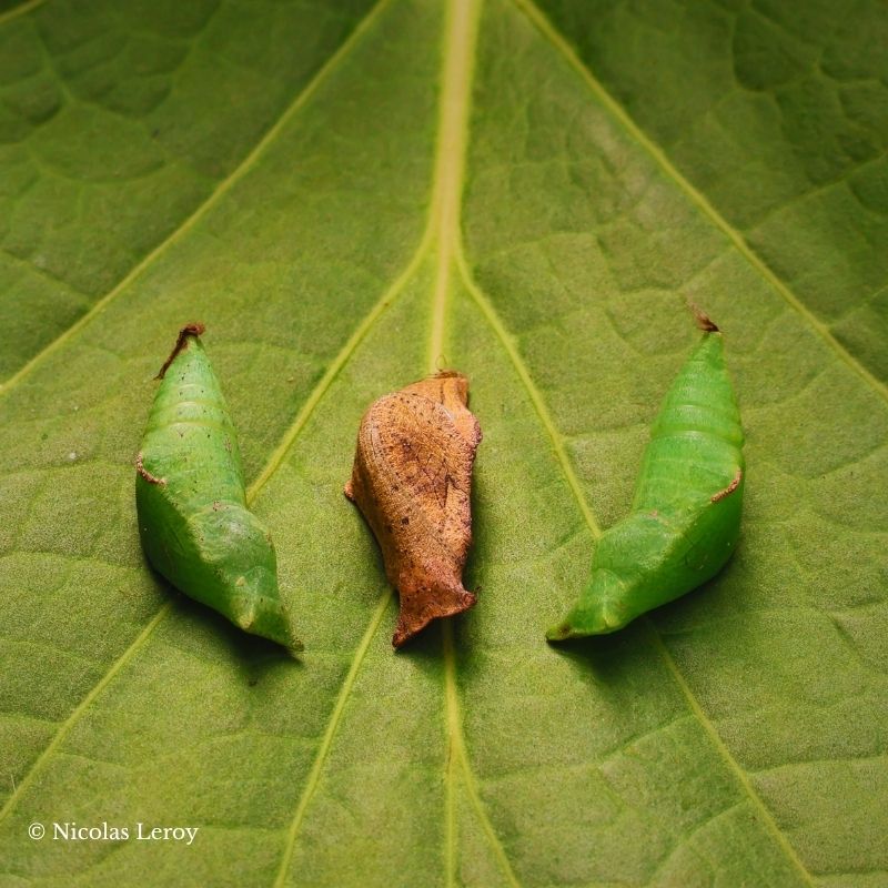Chrysalide Papilio nireus – Image 2