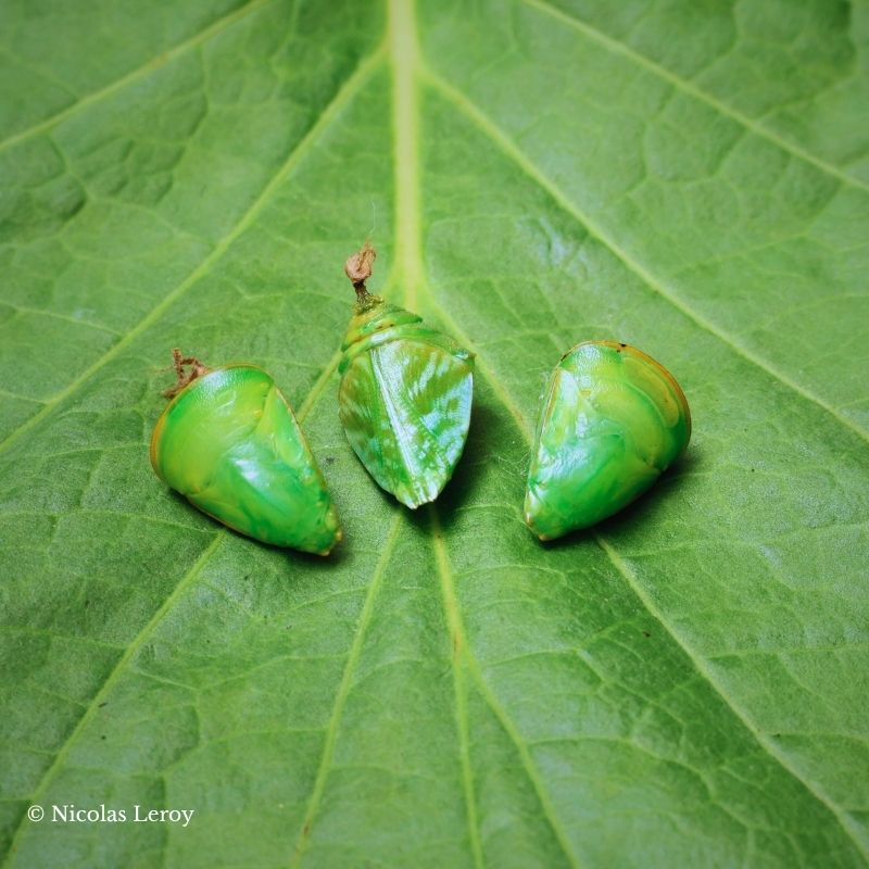 Chrysalide Hypna clytemnestra – Image 2