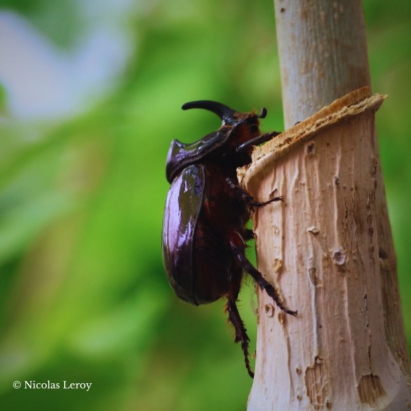 Lot de 10 larve Oryctes nasicornis – Image 2