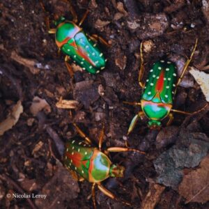 Stephanorrhina guttata imago (trio)