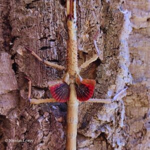 Phasme Achrioptera manga femelle (fécondée)