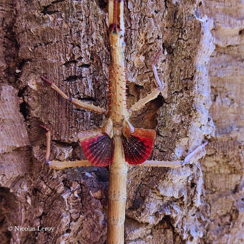 Phasme Achrioptera manga femelle (fécondée)