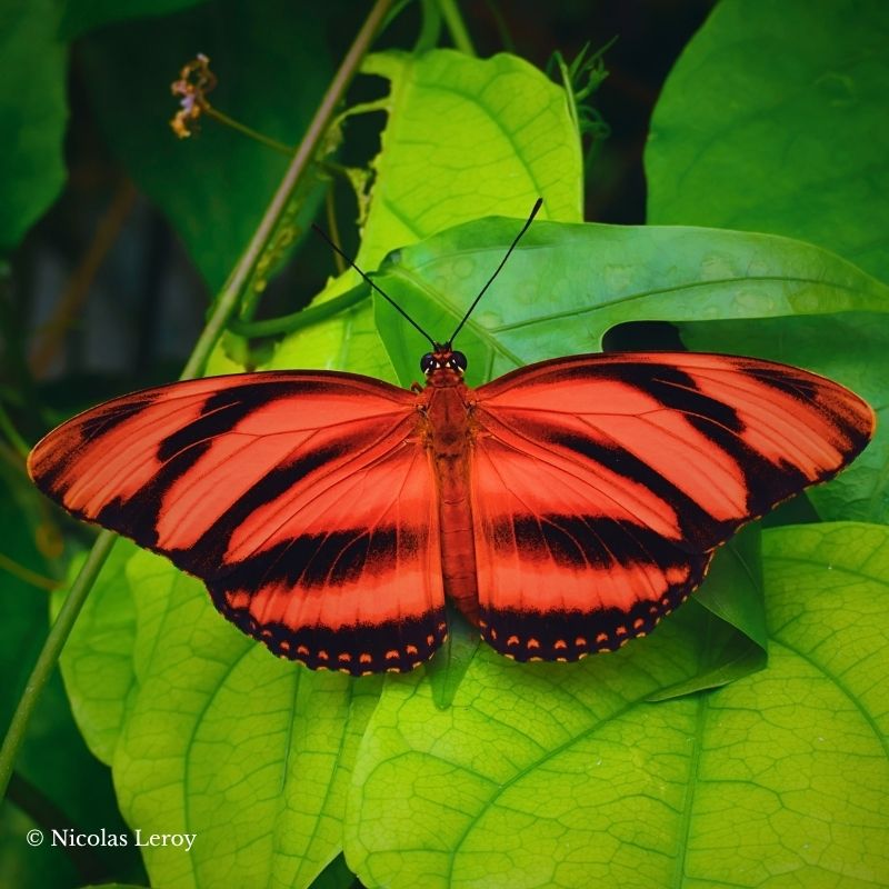 papillon orange rayé noir