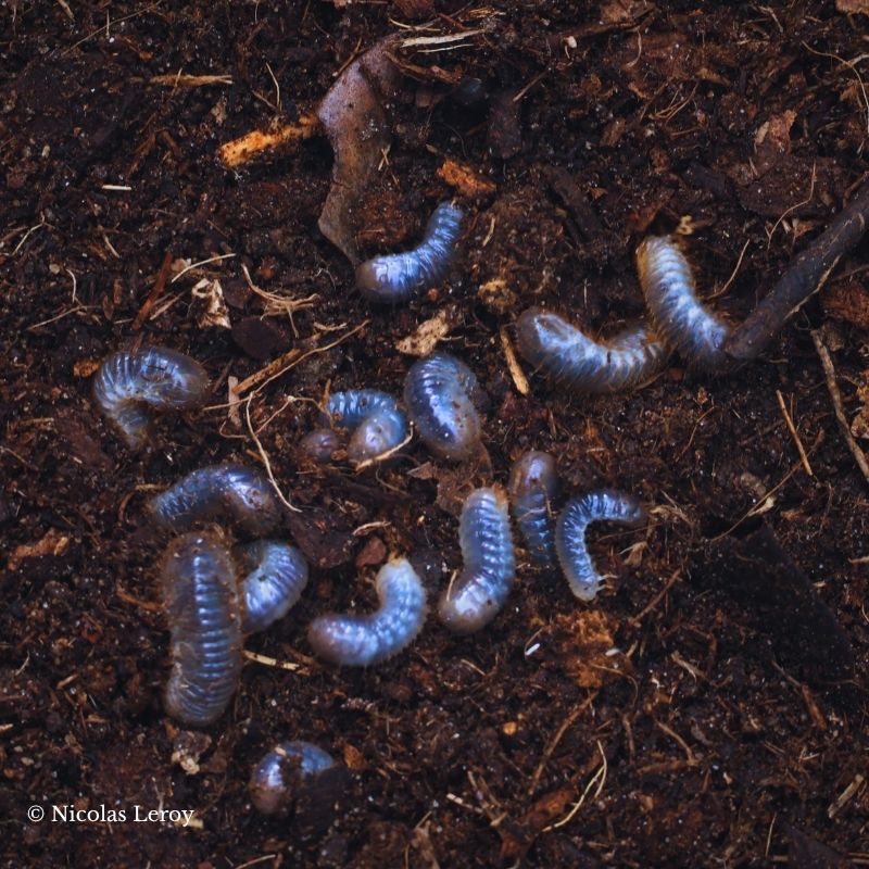Lot de 10 larve Oryctes nasicornis