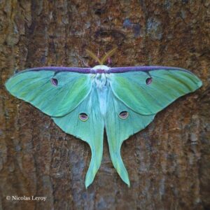 Papillon-Actias-luna