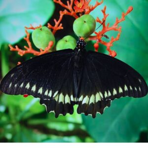 tres beau papillonidae
