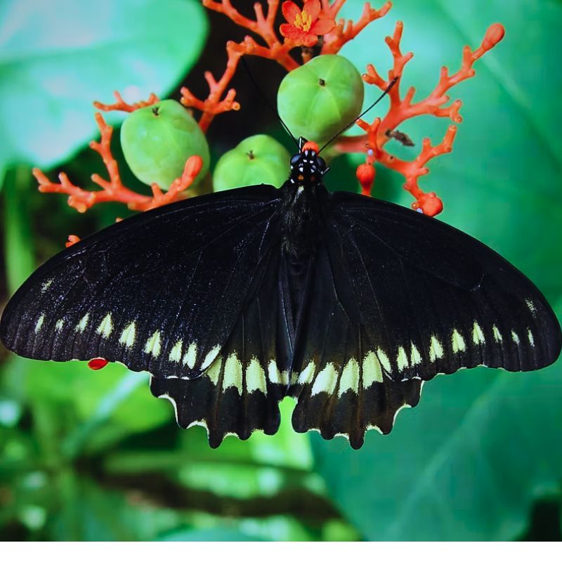 tres beau papillonidae