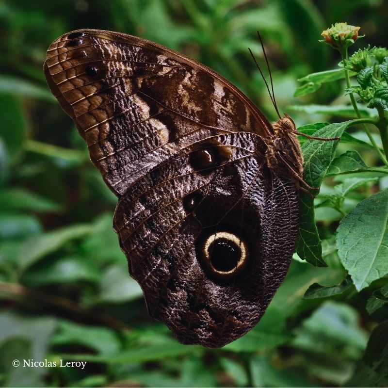 Chrysalide Caligo memnon – Image 2