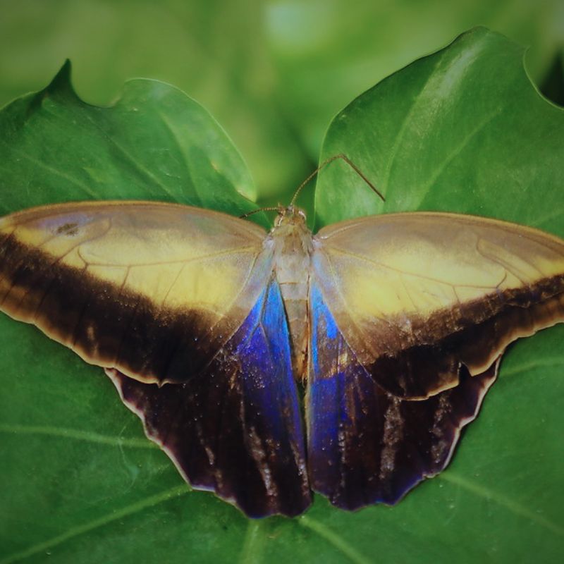 Chrysalide Caligo memnon